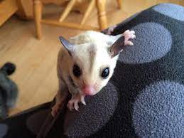 Pin On Sugar Gliders