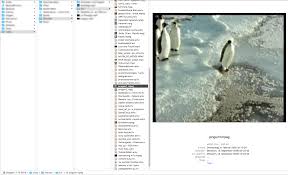 These pictures of this page are about:emperor penguin slapping human. I Humbly Offer You An Old Gem From My Harddrive Saved In 2006 Gif On Imgur