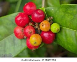 Image result for Ixora longipedunculata