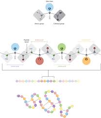 Polypeptides of the human plasma proteome comprising. Protein Structure Learn Science At Scitable