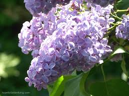 ✅ free shipping on many items! How To Grow Lilacs From Suckers A Traditional Life