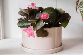 From pink peonies to pink roses, you'll find photos & info on 21 different types of pink flowers. 8 Easy Care Flowering Houseplants