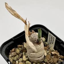 Image result for Euphorbia platycephala