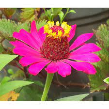 Unduh gratis berbagai kategori gambar bunga & alam menakjubkan. Bibit Benih Biji Bunga Zinnia Matahari Kecil Shopee Indonesia