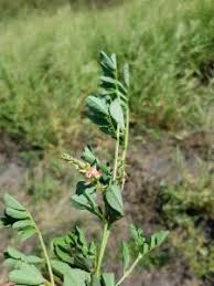 Image result for Indigofera bainesii