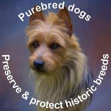 Gentler, less excitable than most terriers, but still bold and spirited,  the double-coated Glen of Imaal Terrier is named for one of Ireland's most  remote locales. Why do you love the breed?