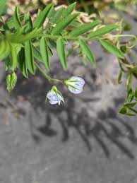 Image result for Lens culinaris