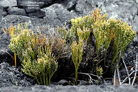 Image result for Psilotum nudum