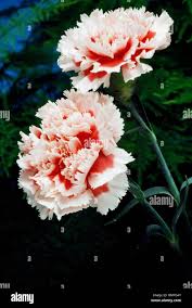 Image result for Caryophyllaceae