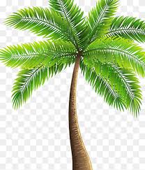 Download for free free fire alok character png image with transparent background for free & unlimited download, in hd quality! Asian Palmyra Palm Babassu Coconut Oil Palms Date Palm Coconut Leaf Plant Stem Palm Tree Png Pngwing
