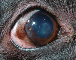 Freckles or moles are the common causes that may lead to the. Chronic Superficial Keratitis Csk Canine Animal Eye Clinic