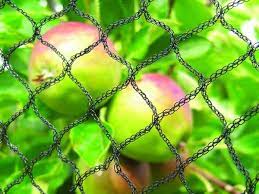 Bird netting works for all birds including pigeons, sparrows, starlings, gulls, vultures, crows, birds of prey and more. Anti Bird Netting With Three Types In Agriculture Using