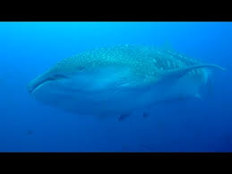The reef slope here is a mix of lava and coral that drops to. Best Of Diving Galapagos Darwin S Arch Hd Youtube