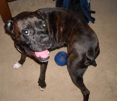Boxer Dog Roarke Doin The Kidney Bean Boxer Dogs Boxer Dog Puppy Boxer And Baby