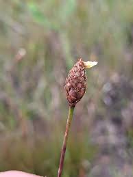 Image result for Xyris straminea