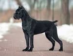 Cane Corso Dog Breed Information, Pictures ...