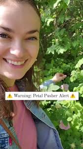 How to Harvest Rose Hips