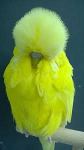 Untitled Beautiful Birds Pretty Birds Animals Beautiful