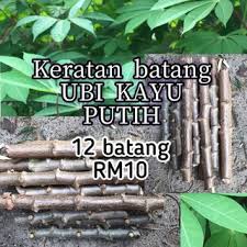Sengaja menanam dalam tong cat walaupun tahu tanam ubi kayu terus ke dalam tanah lebih baik. Buy Benih 5 X Keratan Batang Ubi Kayu Sepikul Ubi Kayu Putih Rebus Kuih Goreng Tapai Dan Bakar Seetracker Malaysia