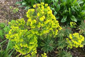 Image result for Euphorbia spissiflora