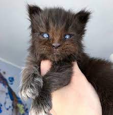 Lykois have the same loving, independent personality of their domestic shorthair ancestors. This Cat Looks Like A Werewolf Damnthatsinteresting