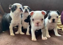 Since this is one … Kc Reg Boston Terriers For Sale Las Pinas City Free Classifieds In Philippines