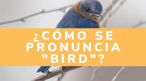 Birds That Start With A Vowel How To Pronounce Bird The Vowel ɜː In 2020 How To Pronounce Vowel Pronunciation