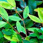 Image result for Dumasia