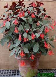 #butterflies love #psiguria #triphylla #tropical cucumber find it on ebay and amazon from flaflowerfloozie only one available. Fuchsia Triphylla Gartenmeister Bonstedt Bio Brave In 2020 Showy Flowers Evergreen Plants Plants