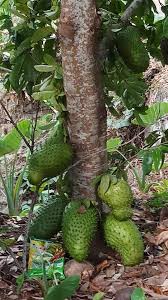 Soursop, annona muricata, can grow from 25 to 30 feet in height and is widely grown in many cultures such as mexico, the west indies, south america, china, australia, africa, the caribbean, and now, in southern parts of the united states.naturally, guanabana trees cannot survive frost, and are entirely a tropical and subtropical plant. Fruit Trees How Long Does A Soursop Tree Take To Bear Fruit