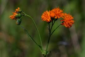 Image result for Emilia coccinea