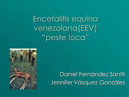 Approximately 30% of people with eee die and many survivors have ongoing neurologic problems. Encefalitis Equina Venezolana Eev Peste Loca Ppt Descargar