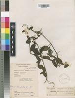 Image result for Veronica abyssinica