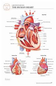 body scientific international post it anatomy of heart chart teaching supplies classroom safety