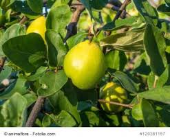 Im gegensatz zu äpfeln und birnen eröffnet der quittenbaum relativ spät seine blüte. Das Grune Archiv Quitte Pflanzen Schnitt Und Ernte