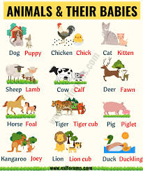 Sometimes the name of another species just fits best. Baby Animals List Of Popular Animals And Their Babies Esl Forums