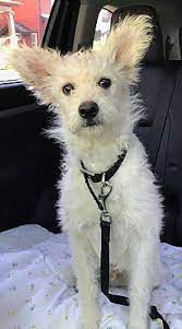 Cats make wonderful companions and there are many cats and kittens available for adoption at the rspca. Pin On Dogs I Like