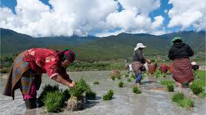 Submitted 19 days ago by tilagho. Landwirtschaft Bio Konigreich Bhutan Geo