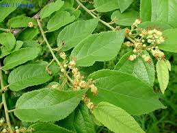 Image result for Guazuma