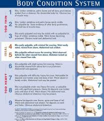 70 timeless science diet puppy food chart