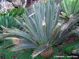 Image result for Encephalartos ngoyanus