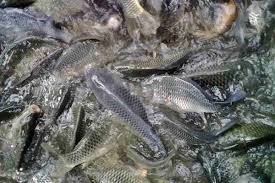 Bentuk Kolam Pemijahan Ikan Mas Yang Biasa Digunakan