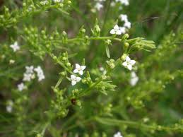 Image result for Thesium megalocarpum