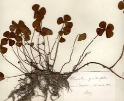 Louis Antoine Cusin 1824 1901 Assistant Naturalist At The Botanical Garden Of Lyon From 1857 To 1884 Botanical Prints Botanical Art Botanical Illustration
