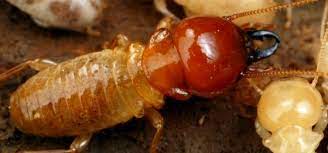 Please enter a valid zip code. Island Pest Control