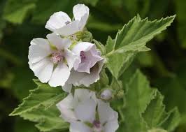 Read more to brush up on your knowledge of herbs. Marshmallow Plant Althaea Officinalis Growing Guide Care Problems And Harvest