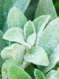 Image result for Stachys