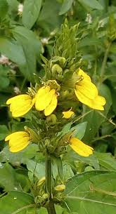 Image result for Justicia flava