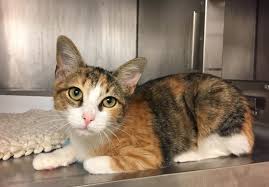 To get started, please click the pet's profile you are interested in, read the profile and then click the questionnaire at the bottom of the page to start your adoption process. Homeless Cats Displaced By Hurricane Harvey Arrive In Oregon Cat Adoption Team