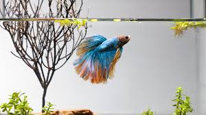 Is A Fish The Right Pet For You? Reasons Why It Might Not Be